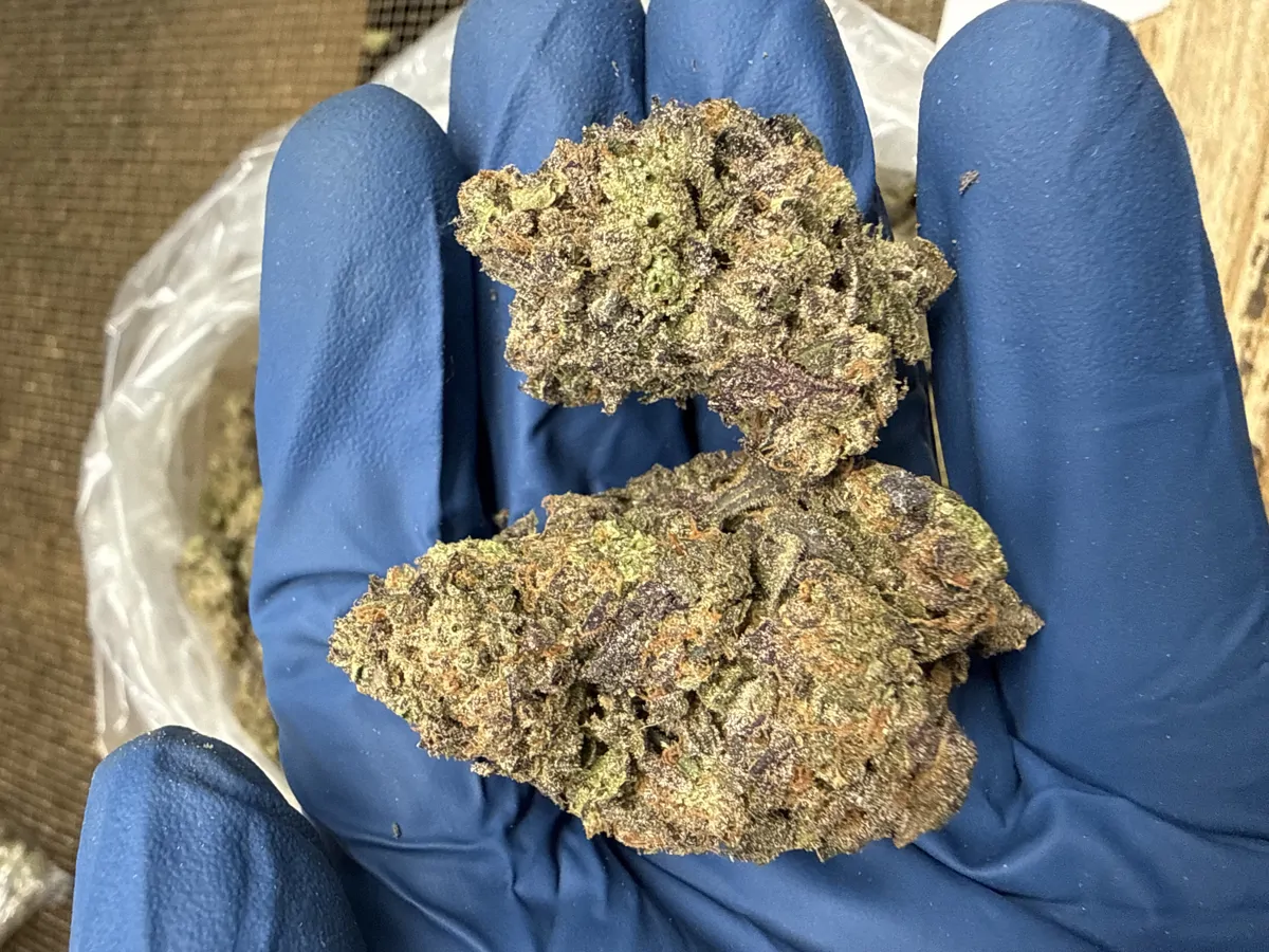 Purple Horchata Flower